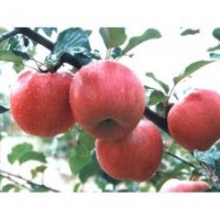 山東蘋果苗、旭昇園藝