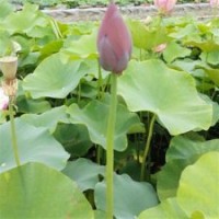 綠荷水生,荷花,荷花種苗價(jià)格