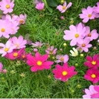 君誠(chéng)花卉苗木,草花,山東草花