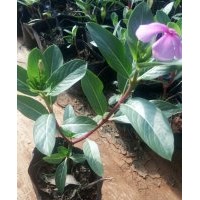 長(zhǎng)春花
