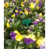 勛章菊