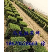 貴州畢節(jié)草坪基地/畢節(jié)馬尼拉草皮供應(yīng)/畢節(jié)草皮多少錢？