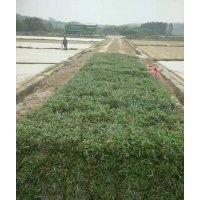 大葉油草