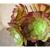 阜新花卉、綠馨花卉、迷你花卉