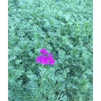 優(yōu)質(zhì)綠化草花美女櫻批發(fā)
