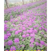 批發(fā)優(yōu)質(zhì)綠化草花宿根美女櫻