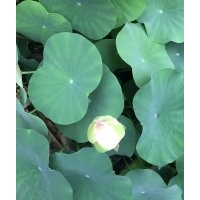 荷花照片 供應(yīng)優(yōu)質(zhì)荷花基地 荷花價(jià)格 荷花品種