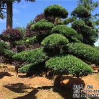 10公分造型羅漢松_羅漢松_萬達苗圃(圖)