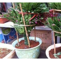 江蘇室內(nèi)花卉|南京卉之源|大葉室內(nèi)花卉