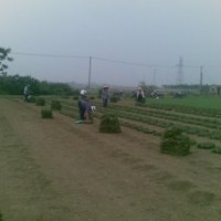 馬尼拉草坪