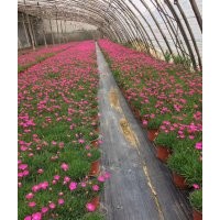 草花基地，草花價格