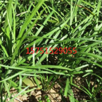 最新細葉沿階草供應 價格