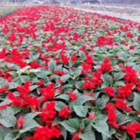 一串紅草花批發(fā)基地供應(yīng) 一串紅價(jià)格