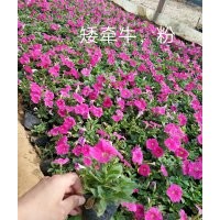 矮牽牛出售，矮牽牛供應(yīng)，優(yōu)質(zhì)矮牽?；?/></a>
<div><a href=