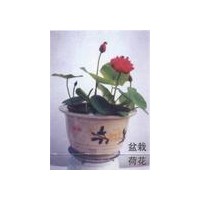 出售盆栽荷花、睡蓮種苗