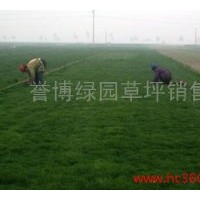 草坪銷(xiāo)售 早熟禾草坪銷(xiāo)售