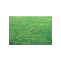 各類優(yōu)質(zhì)草坪火熱銷售中：馬尼拉草坪，百慕大草坪，天堂草坪，狗