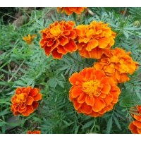 草花 青州草花：主要產(chǎn)品:月季、大花月季，大紅帽月季，豐花月季