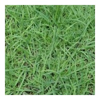 供應(yīng)各種草皮草坪