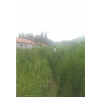 供應(yīng)各種規(guī)格的側(cè)柏 一串紅、萬壽菊、彩葉草、矮牽牛、孔雀草