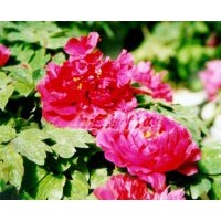 供應(yīng)牡丹、馬蘭，、美人蕉、芍藥、串紅