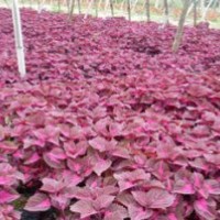 草花價(jià)格
