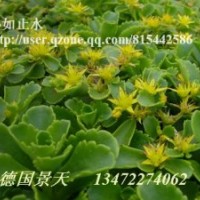 德國(guó)景天