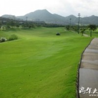 供應多年生-四季青草種，別名：匍莖剪股穎，本特草，四季青草坪