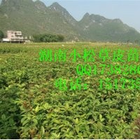 湖南馬尼拉草皮大量，湖南草坪行情，湖南杜鵑苗木行情