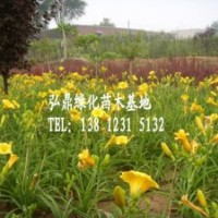 供應(yīng)大花萱草大花萱草價(jià)格大花萱草苗圃
