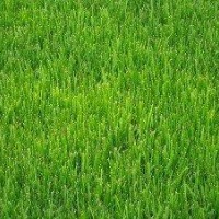 果嶺草坪、高羊茅草坪直銷
