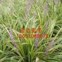 金邊麥冬哪里多，金邊麥冬哪里便宜，出售金邊麥冬