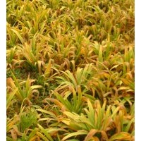 直銷(xiāo)鳶尾，紅花草，蔥蘭，玉簪，金葉麥冬