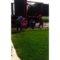 小區(qū)草坪種植
