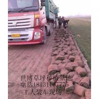 草皮、四季青草坪、草皮價格