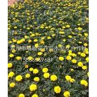 山東孔雀草種植基地