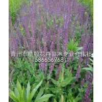 宿根鼠尾草種植基地