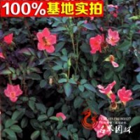 常年批發(fā)月季杯苗 月季盆花小苗