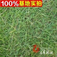 大量銷(xiāo)售溝葉結(jié)縷草草坪