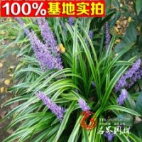 批發(fā)常年供應(yīng) 金邊萬(wàn)年久