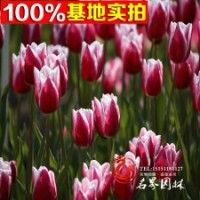 基地大量批發(fā)郁金香 郁金香苗種球