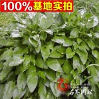 基地大量批發(fā)金邊玉簪花葉玉簪苗