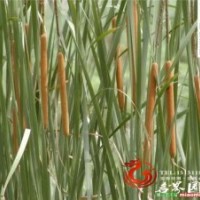 直銷香蒲 香蒲種苗 香蒲苗 香蒲