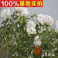 基地批發(fā)出售牡丹 可盆栽貨源足