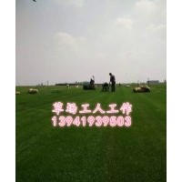 采購購買大慶唐山草坪