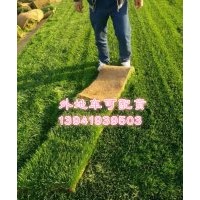 供應(yīng)遼寧各地草坪