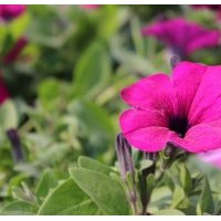 時令草花