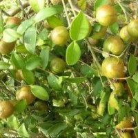 油茶樹苗、嫁接油茶樹苗、油茶樹苗的培育技術(shù)