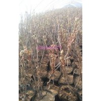宿根花卉、樹春花卉苗木、北方宿根花卉