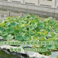 荷花盆景、荷花、綠荷水生(多圖)